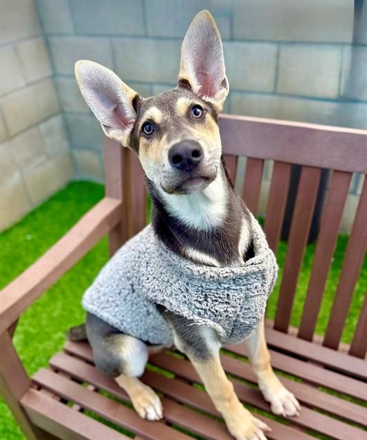 BRADLEY, Adoptable, Puppy Male German Shepherd Dog & Doberman Pinscher.