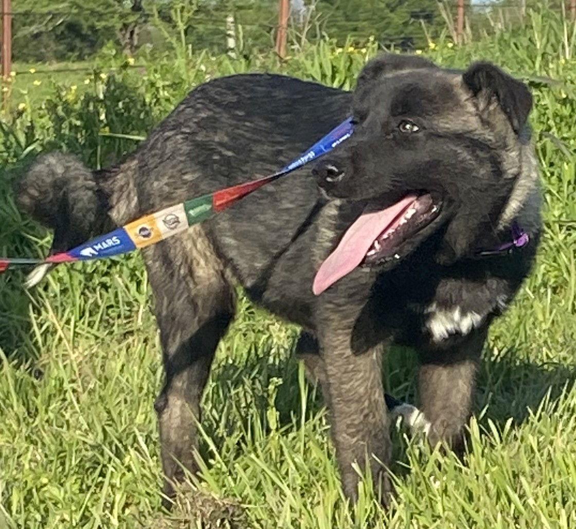 Akira, Adoptable, Young Female Akita & Anatolian Shepherd.