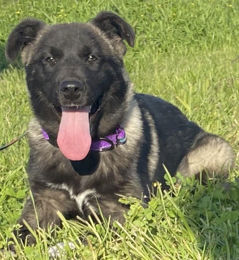 Enlarge Akira, a Adoptable mixed breed in Klondike, TX image 2/3