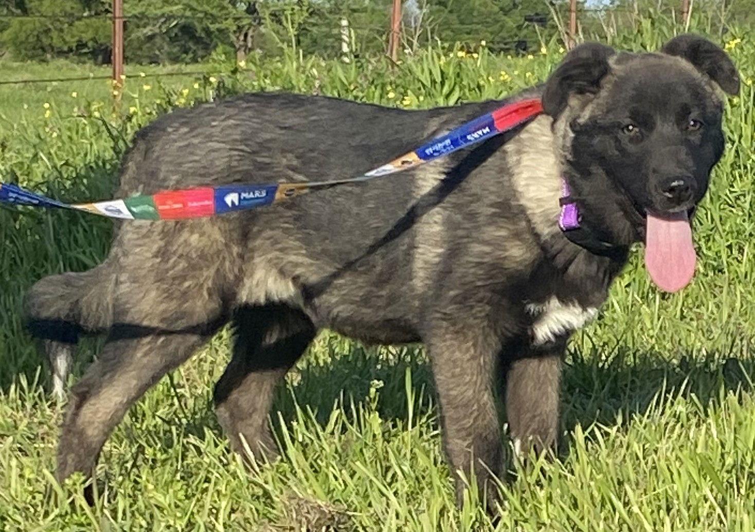 Enlarge Akira, a Adoptable mixed breed in Klondike, TX image 3/3