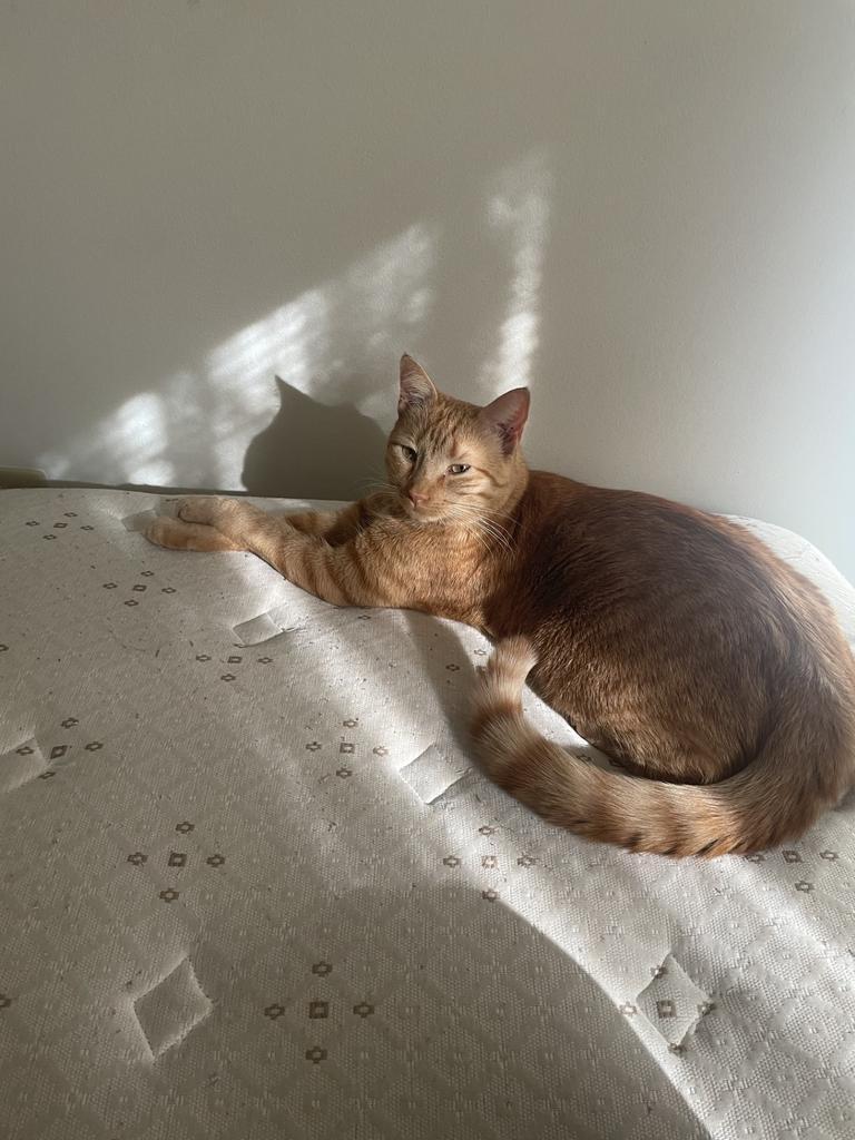 Freddy Spaghetti, Adopted, Adult Male Domestic Short Hair.