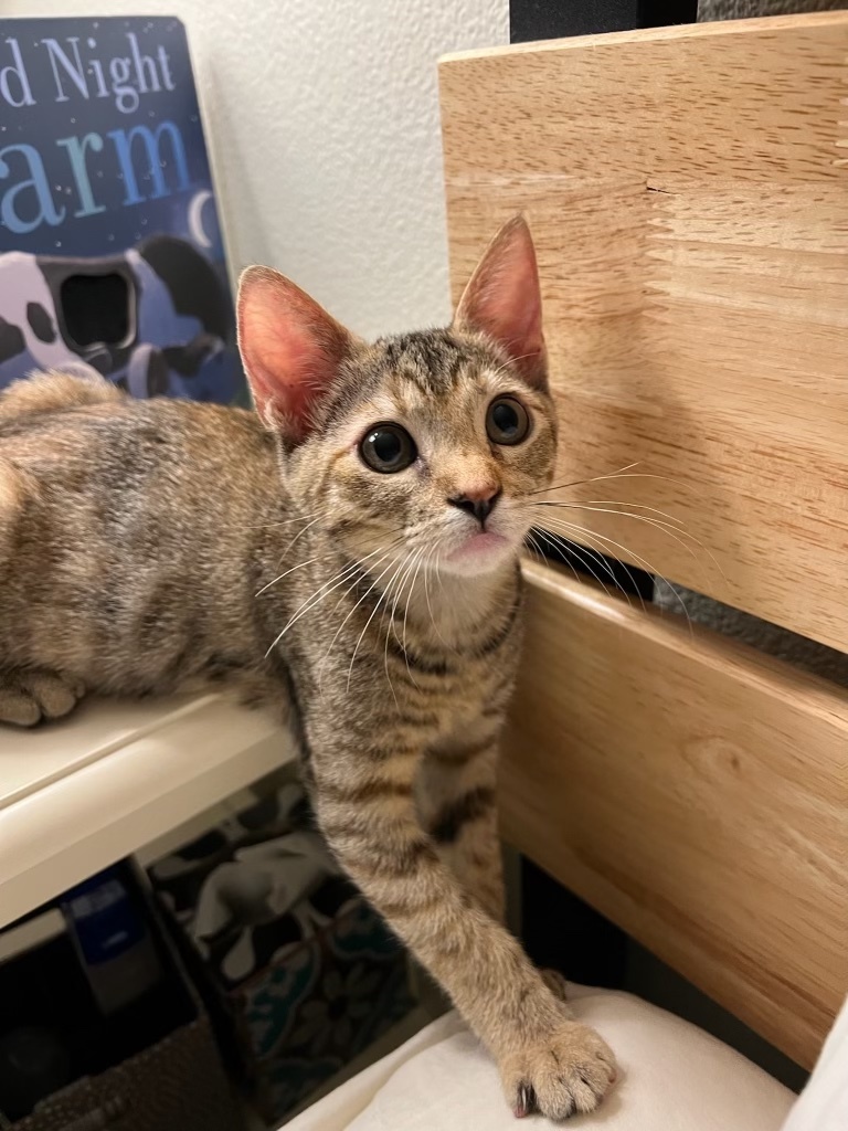 Yukon, Baby Female unknown