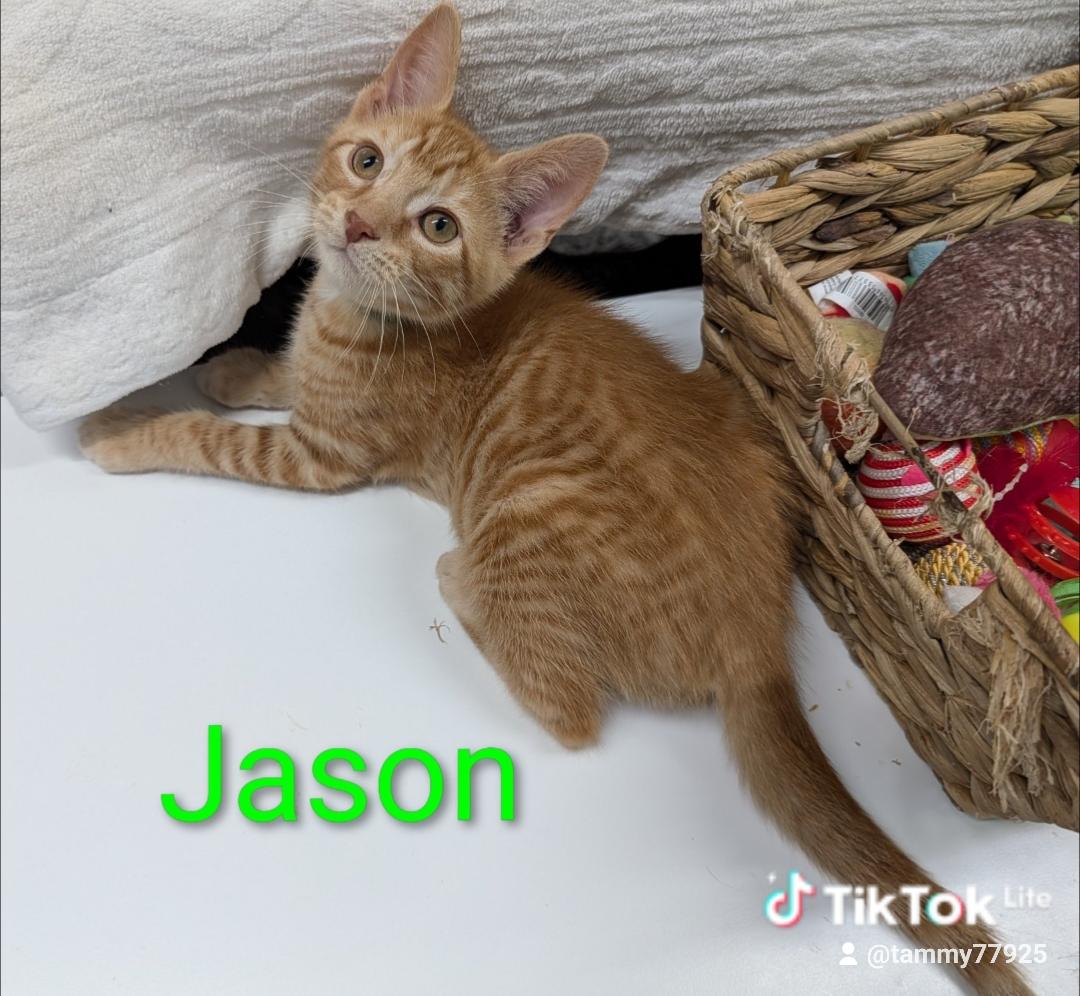 Jason, an adoptable Domestic Short Hair in Waterloo, IA image 3/5
