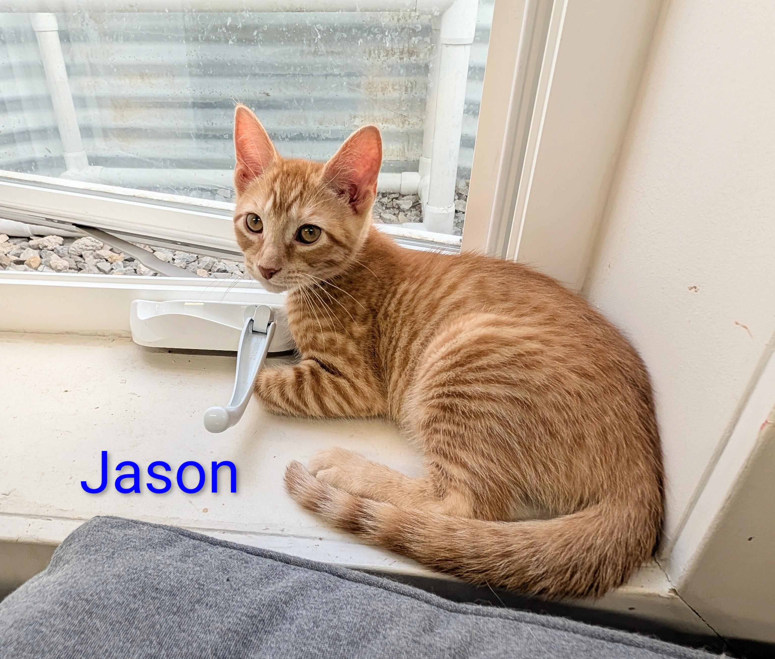 Jason, adoptable, Kitten Male Domestic Short Hair.