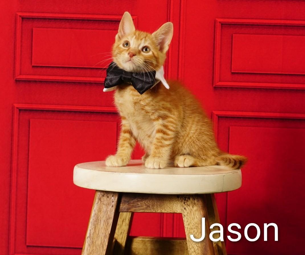 Jason, an adoptable Domestic Short Hair in Waterloo, IA image 4/5