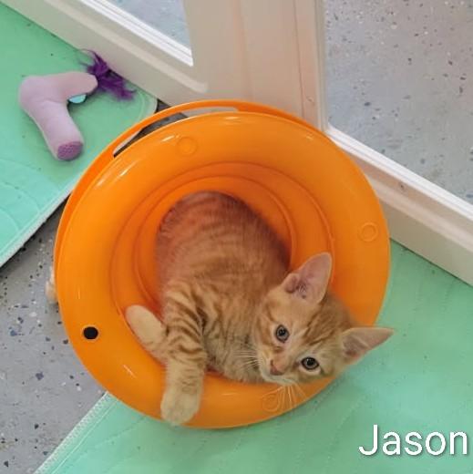 Jason, adoptable, Kitten Male Domestic Short Hair.