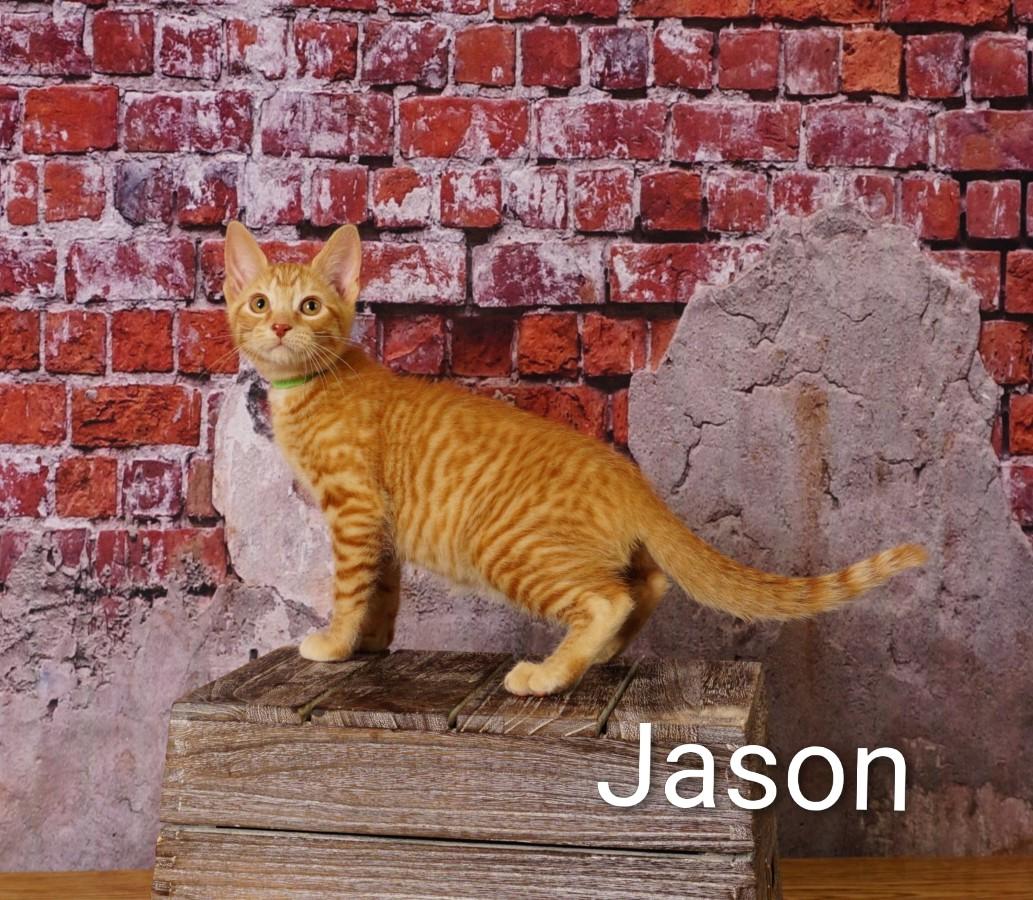 Jason, an adoptable Domestic Short Hair in Waterloo, IA image 2/5