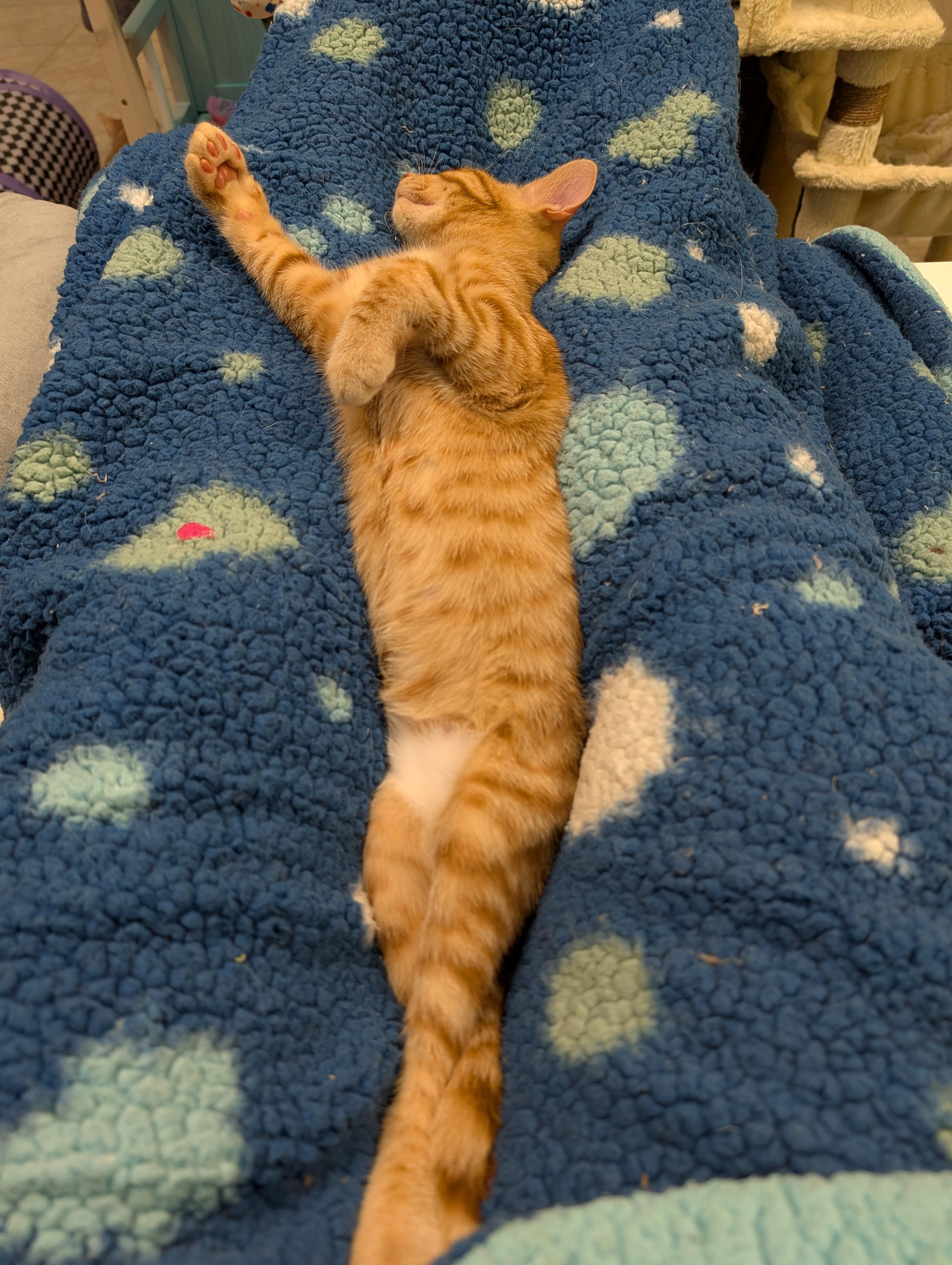 Enlarge Jason, a Adoptable Domestic Short Hair in Waterloo, IA image 2/6