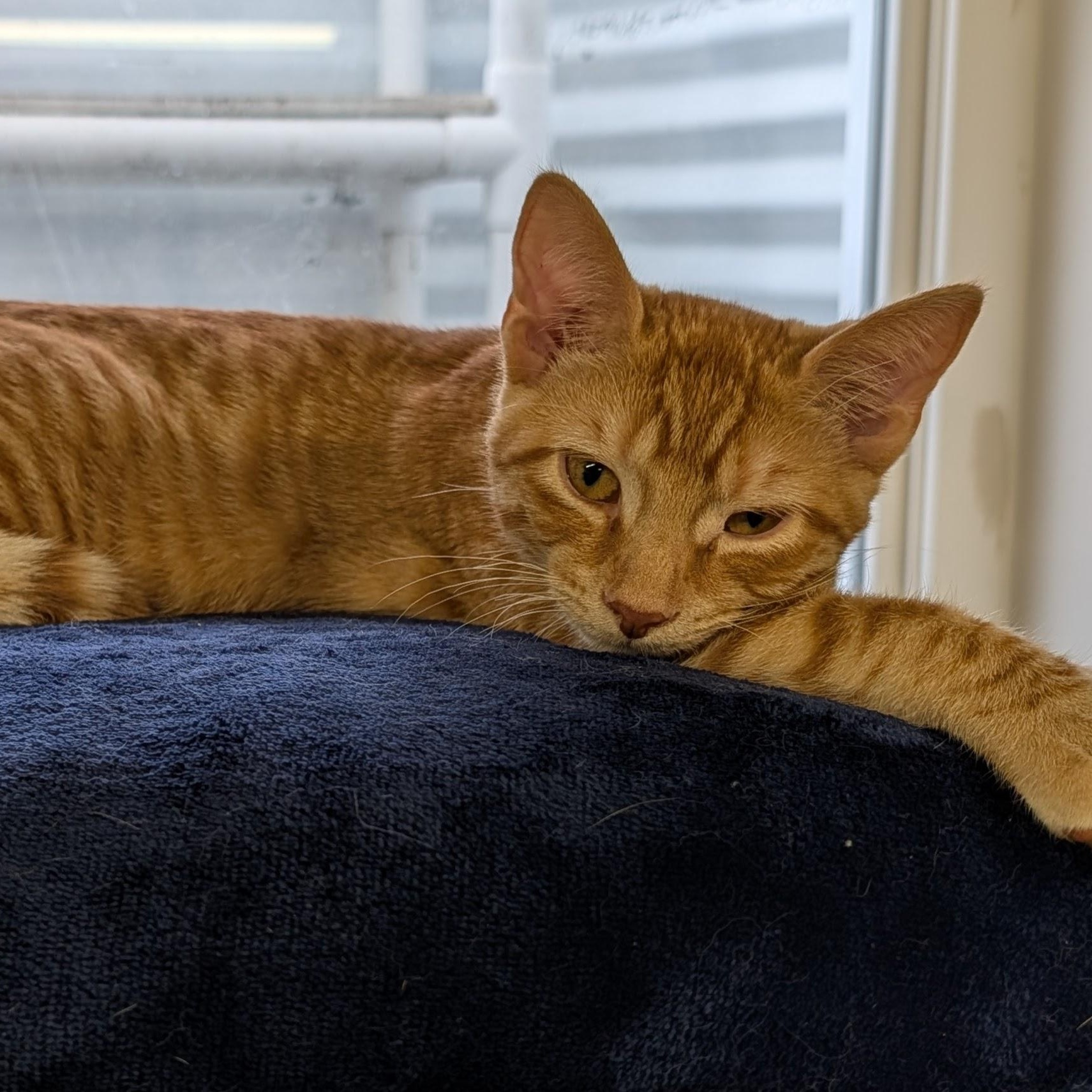 Enlarge Jason, a Adoptable Domestic Short Hair in Waterloo, IA image 1/6