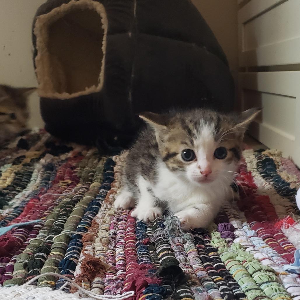 Juniper, Adoptable, Kitten Male Domestic Short Hair & Domestic Short Hair.