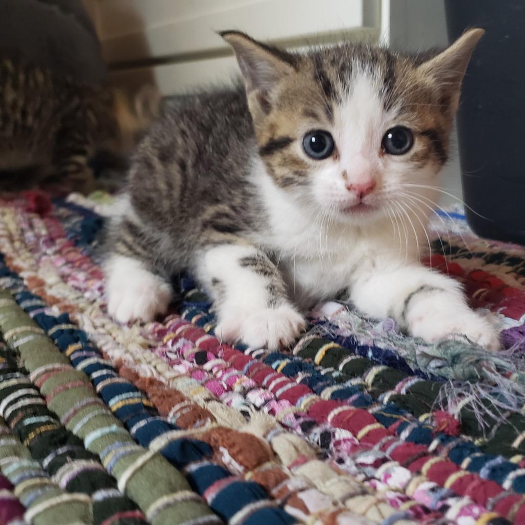 Enlarge Juniper, a Adoptable mixed breed in Mondovi, WI image 3/3