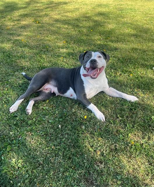 Enlarge TWINKLE TOES, a Adoptable mixed breed in Blythe, CA image 1/1