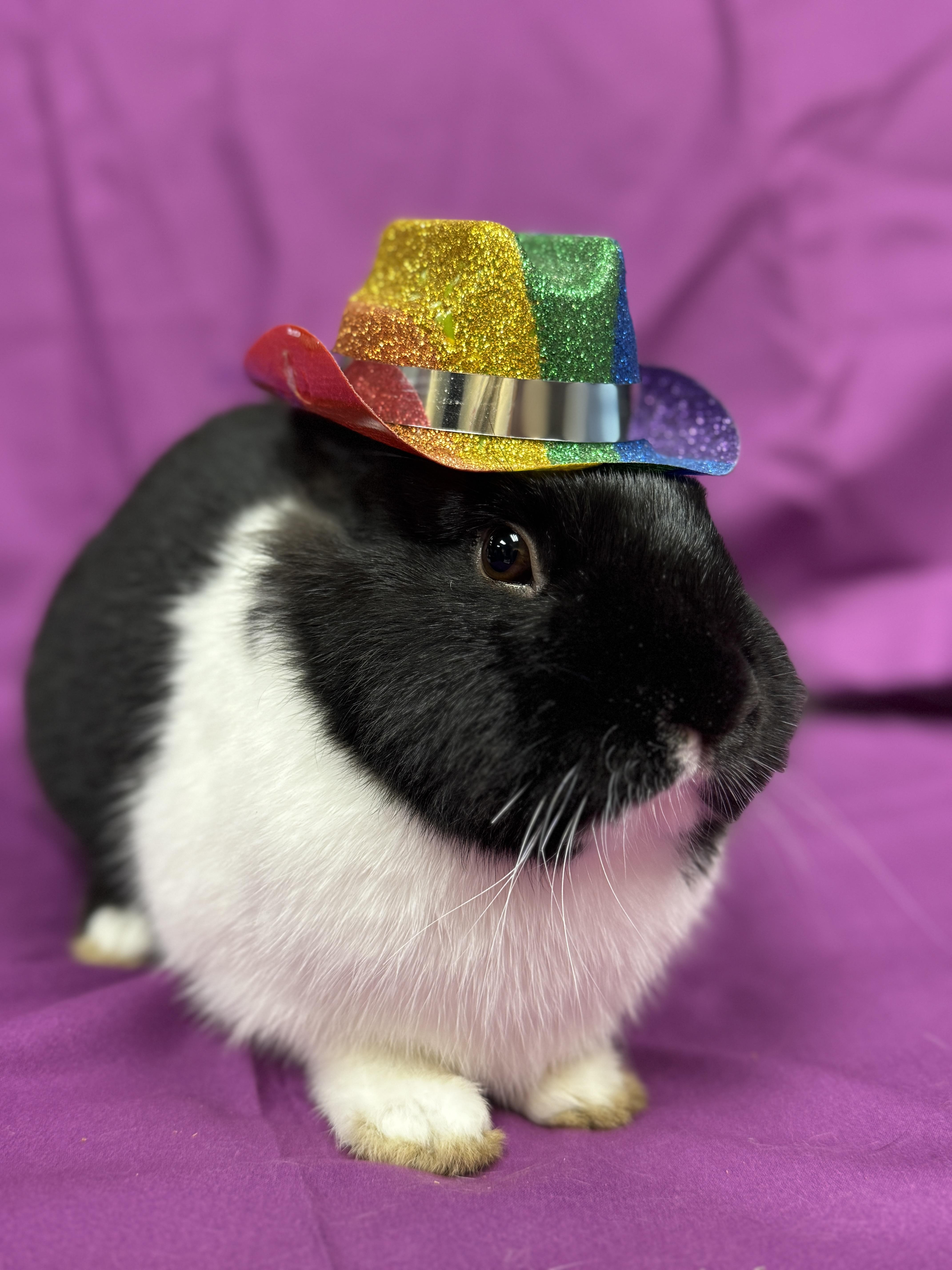 Enlarge Kevin, a ADOPTABLE Dutch in Westerville, OH image 2/3