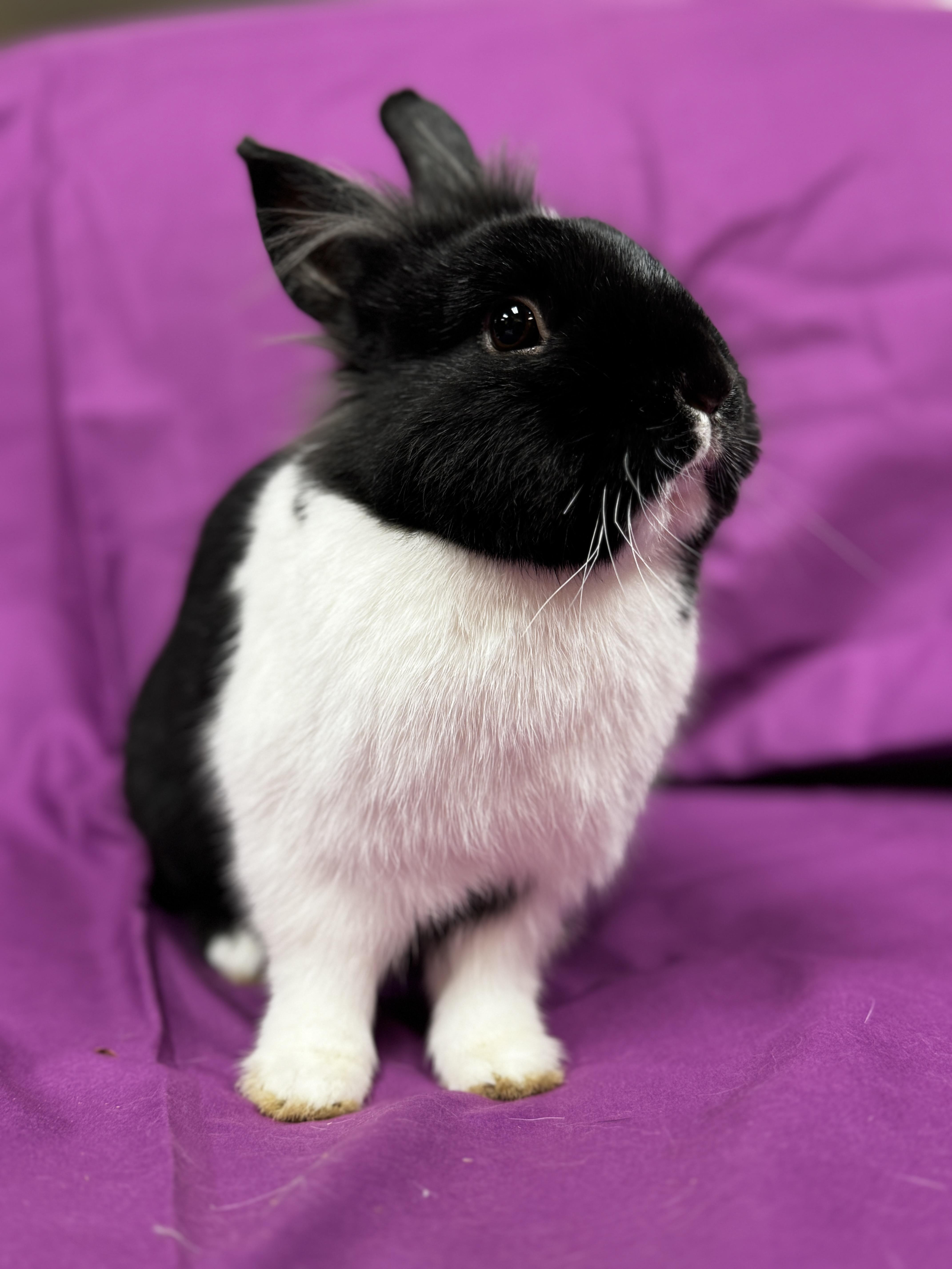 Enlarge Kevin, a ADOPTABLE Dutch in Westerville, OH image 1/3
