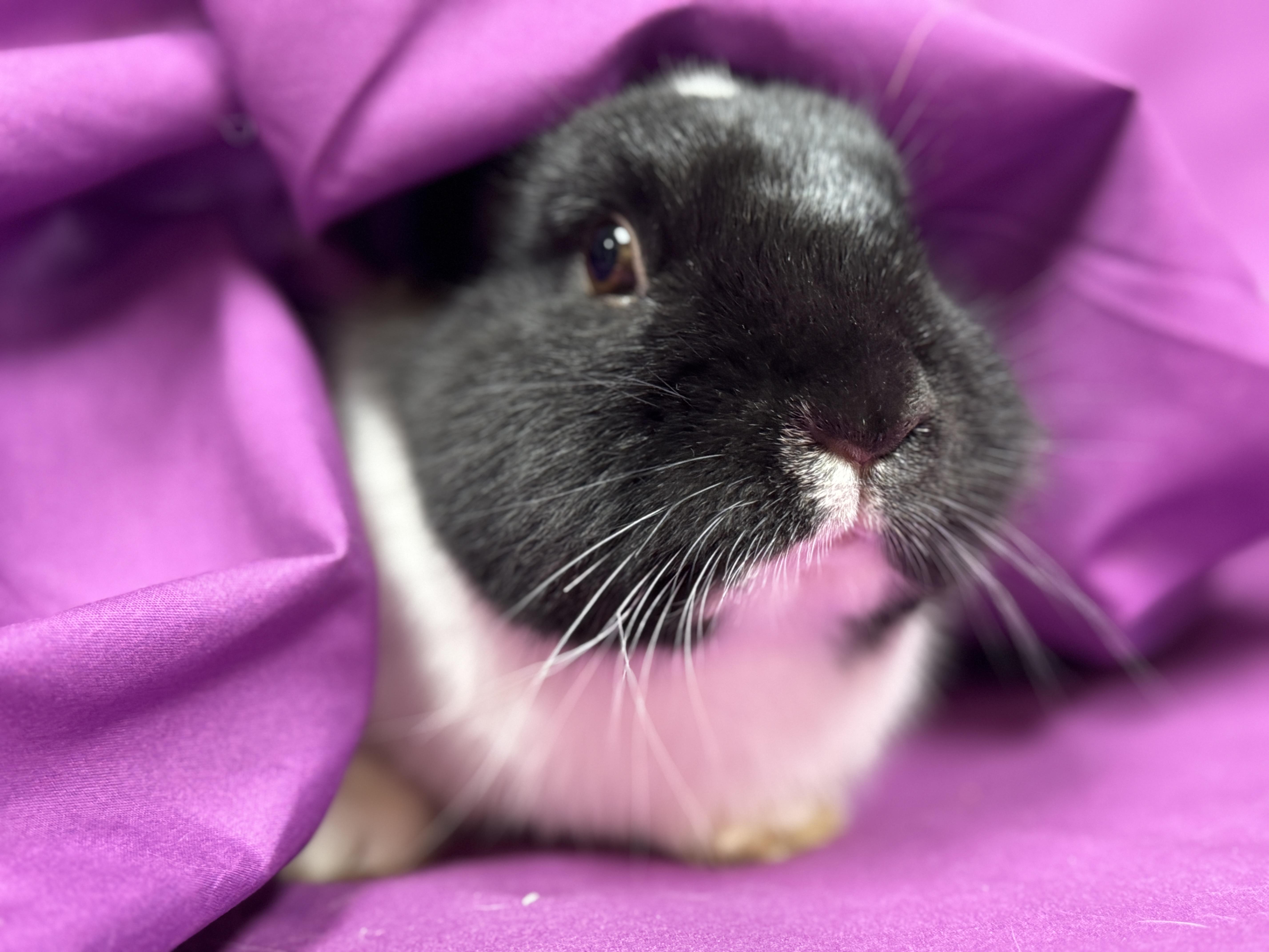 Enlarge Kevin, a ADOPTABLE Dutch in Westerville, OH image 3/3