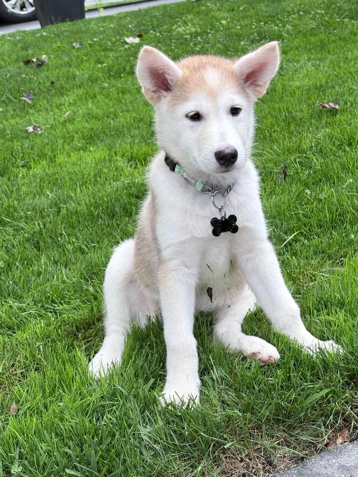 Zara, ADOPTABLE, Puppy Female Husky.