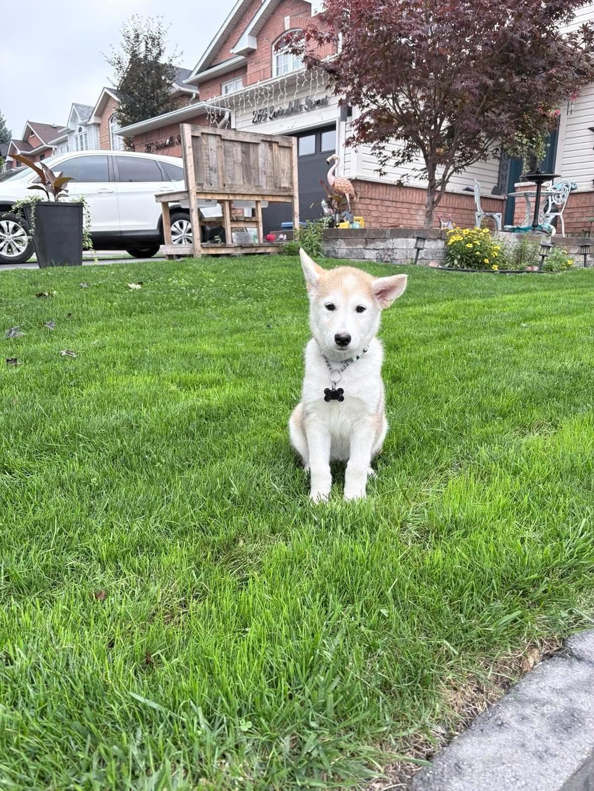 Enlarge Zara, a ADOPTABLE mixed breed in Oshawa, ON image 4/6