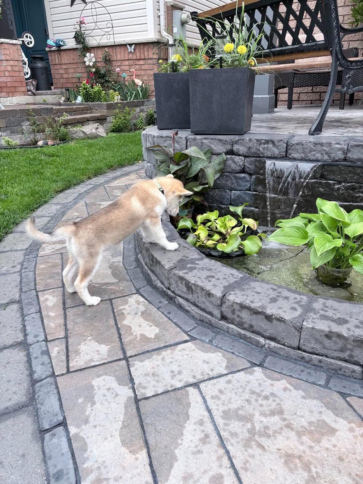 Enlarge Zara, a ADOPTABLE mixed breed in Oshawa, ON image 5/6