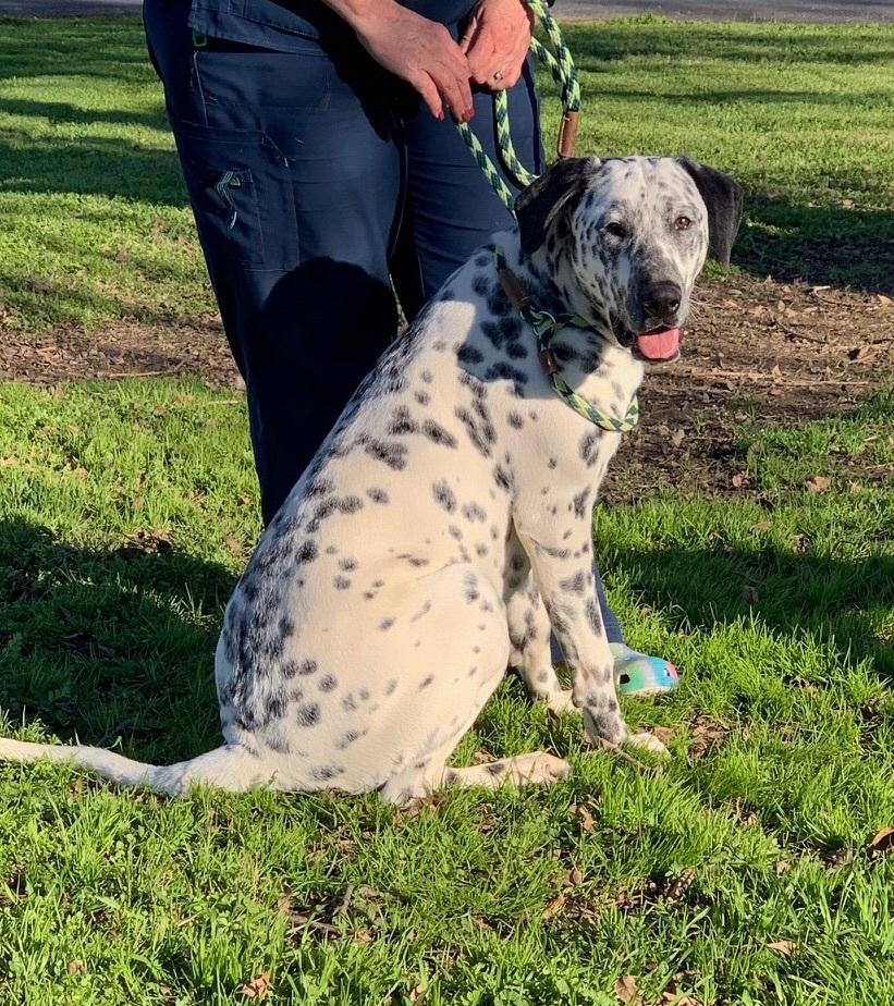 Enlarge Oreo, a Adoptable Dalmatian in Turlock, CA image 2/3