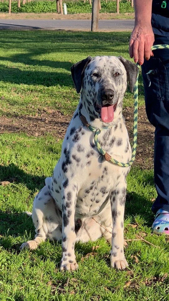 Oreo, a Adoptable Dalmatian in Turlock, CA image 1/6