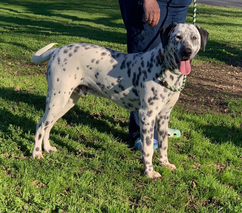 Oreo, Adoptable, Young Male Dalmatian.