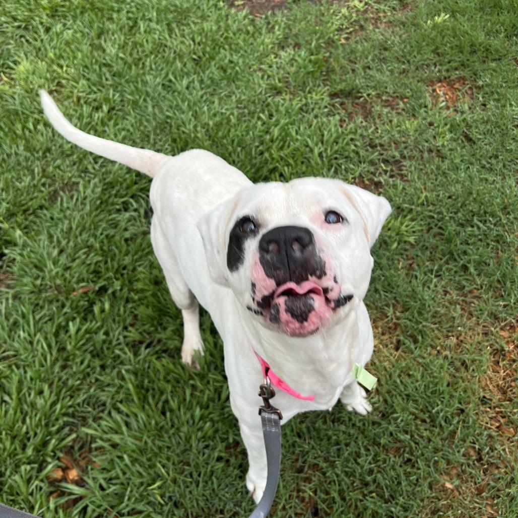 Enlarge Caramel Corn, a Adoptable Mixed Breed in Jacksonville, FL image 1/6