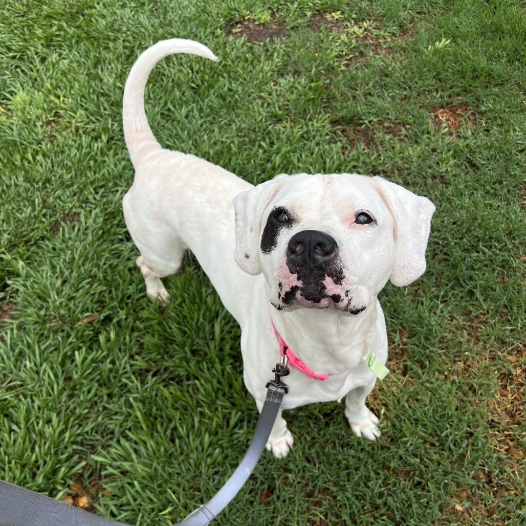 Enlarge Caramel Corn, a Adoptable Mixed Breed in Jacksonville, FL image 2/6
