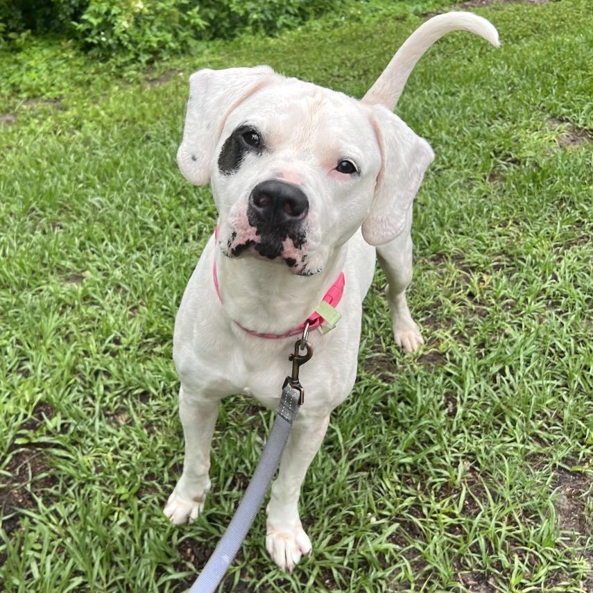 Enlarge Caramel Corn, a Adoptable Mixed Breed in Jacksonville, FL image 3/6