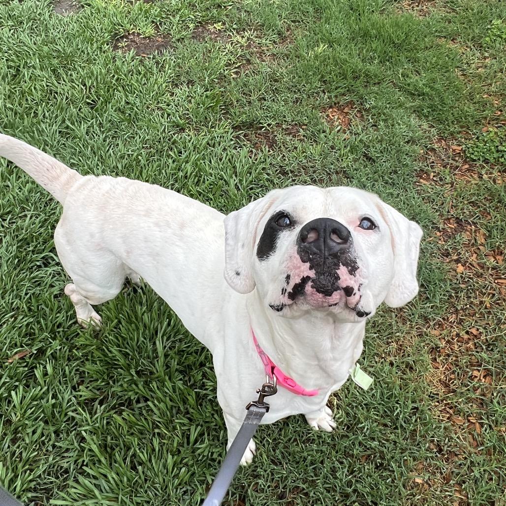 Enlarge Caramel Corn, a Adoptable Mixed Breed in Jacksonville, FL image 4/6