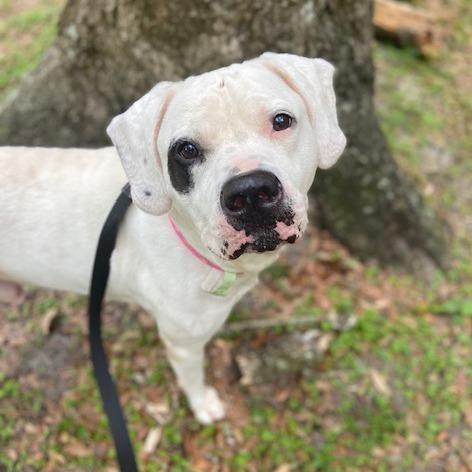 Enlarge Caramel Corn, a Adoptable Mixed Breed in Jacksonville, FL image 5/6