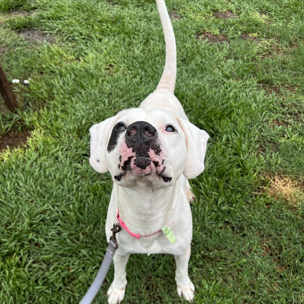 Enlarge Caramel Corn, a Adoptable Mixed Breed in Jacksonville, FL image 6/6