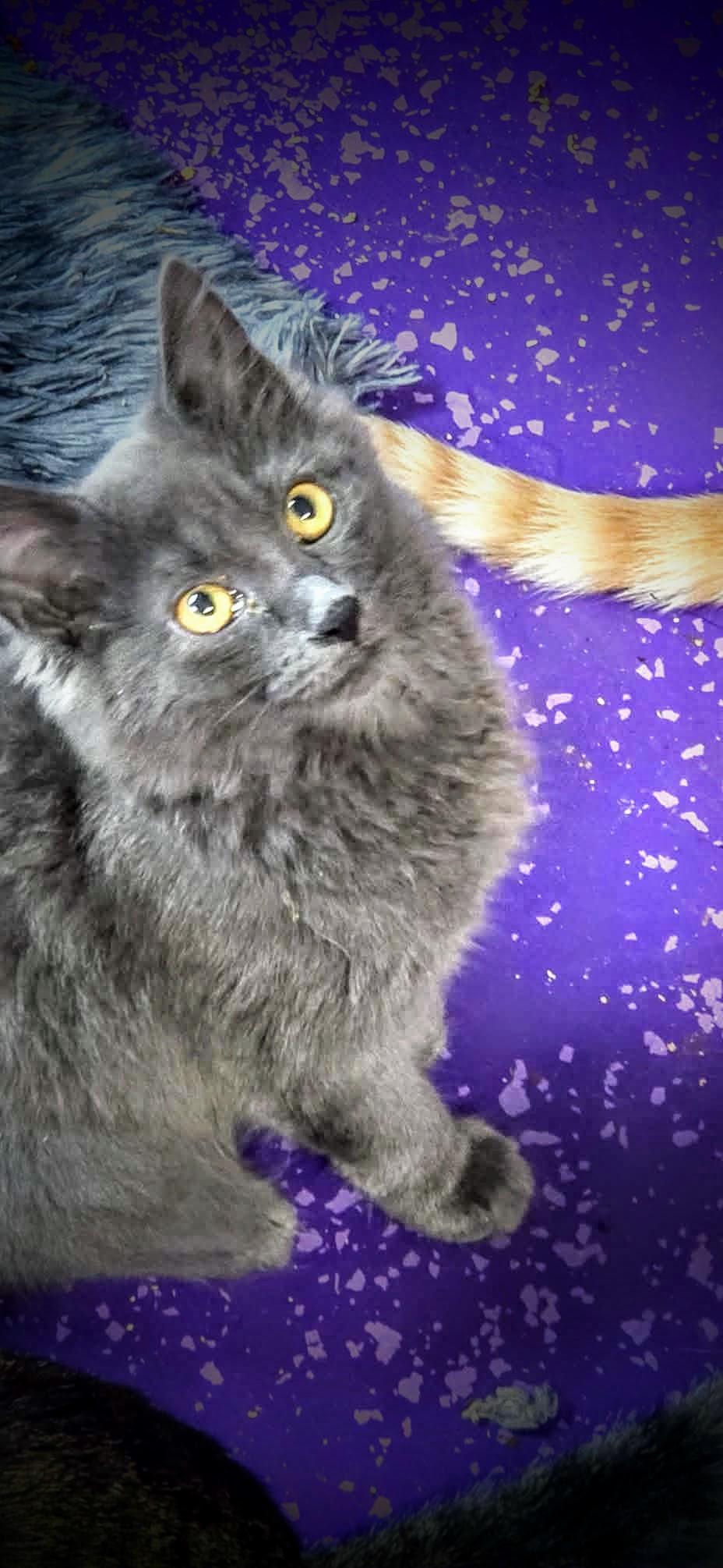 Stella, Adoptable, Kitten Female Domestic Long Hair.