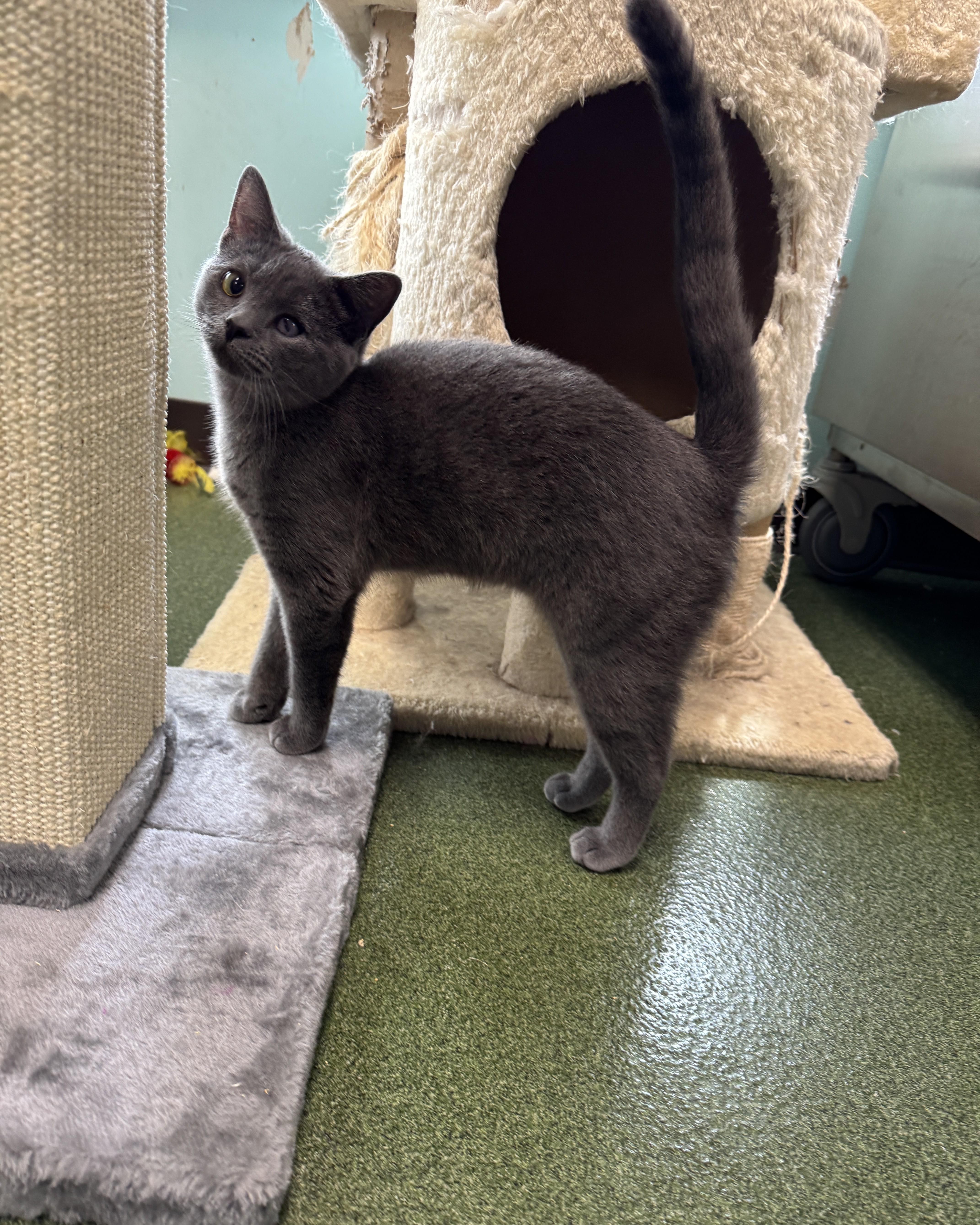 Enlarge Wanda & Waverly, an adopted Domestic Short Hair in Seneca, PA image 1/5