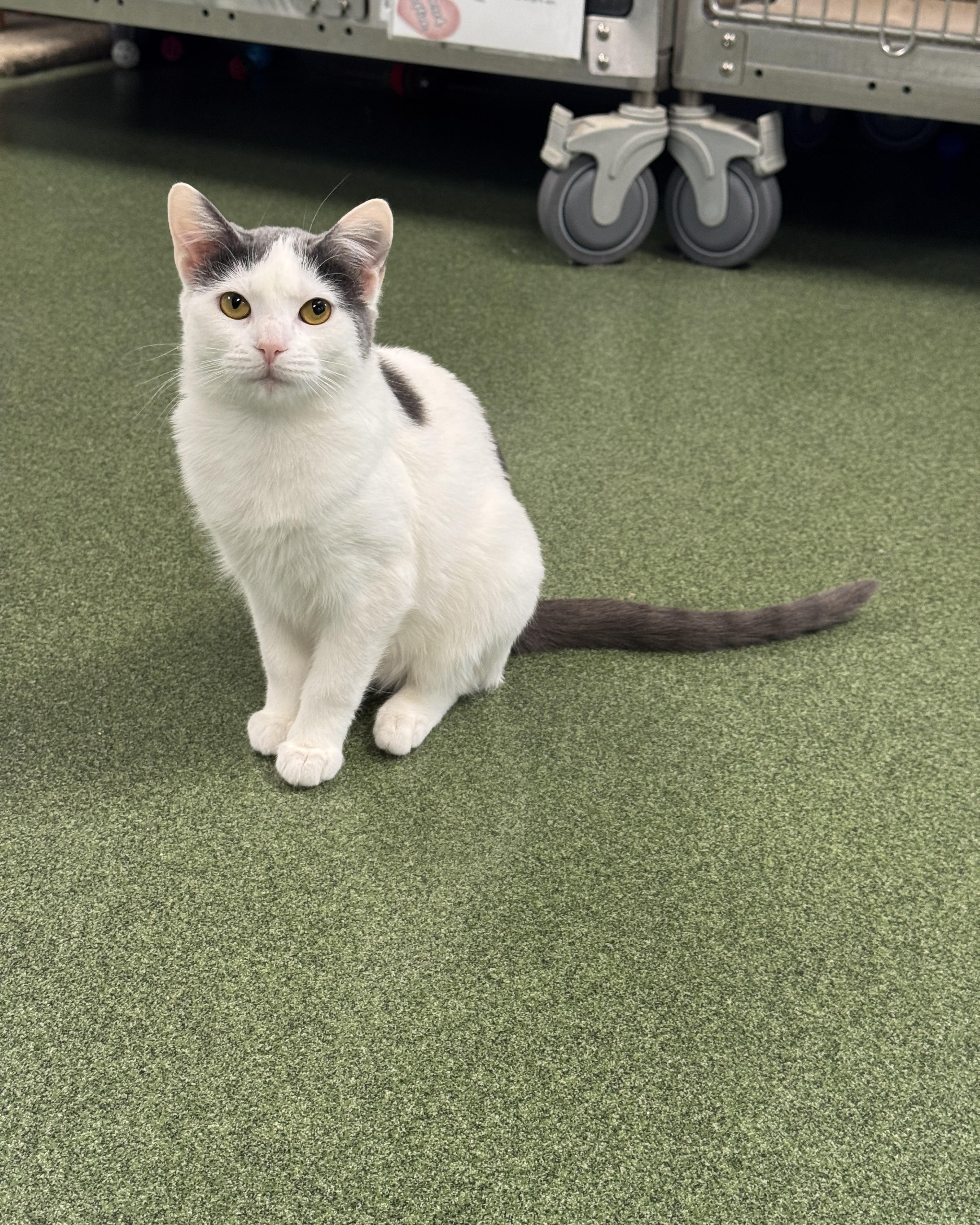 Enlarge Wanda & Waverly, an adopted Domestic Short Hair in Seneca, PA image 4/5