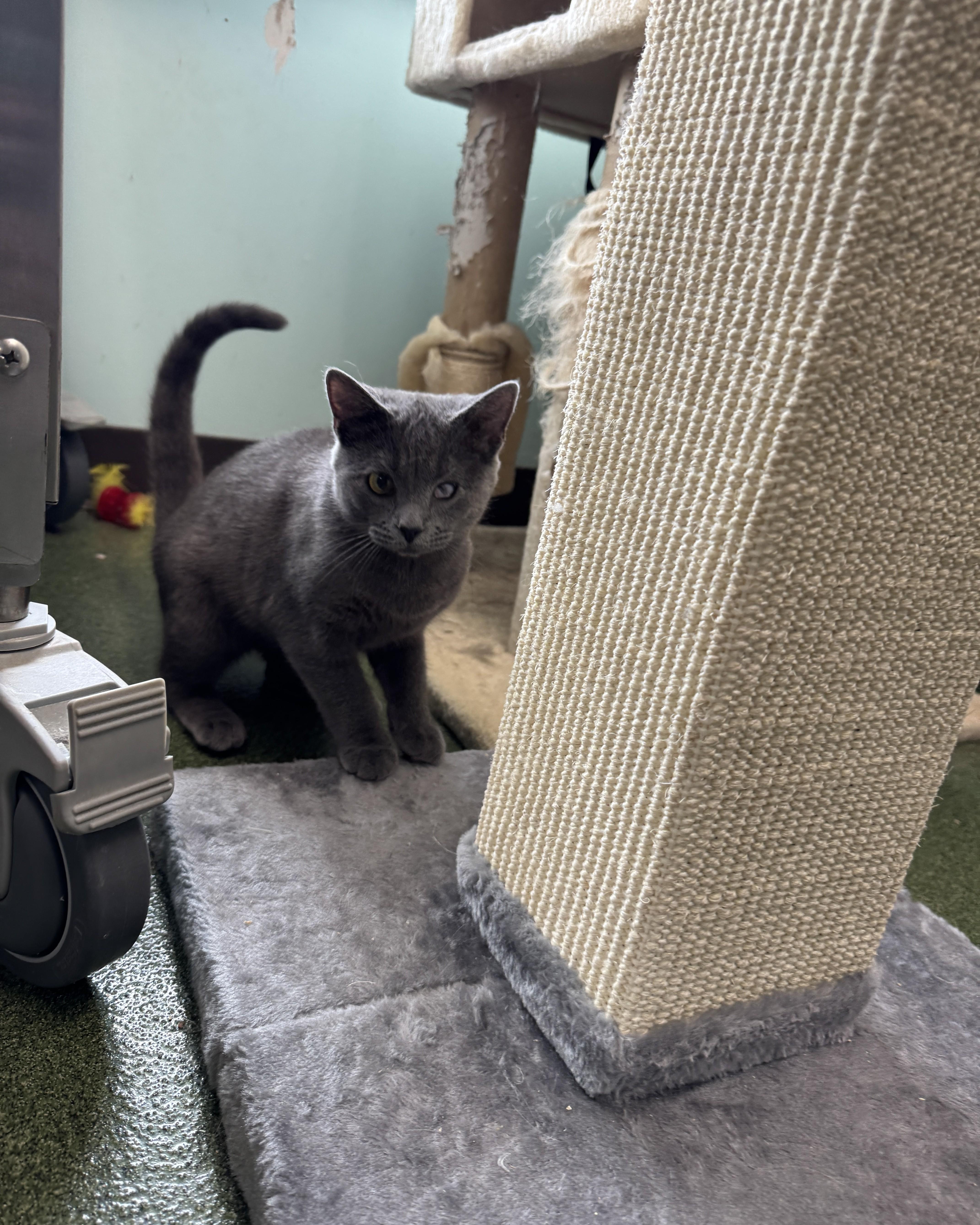 Enlarge Wanda & Waverly, an adopted Domestic Short Hair in Seneca, PA image 3/5