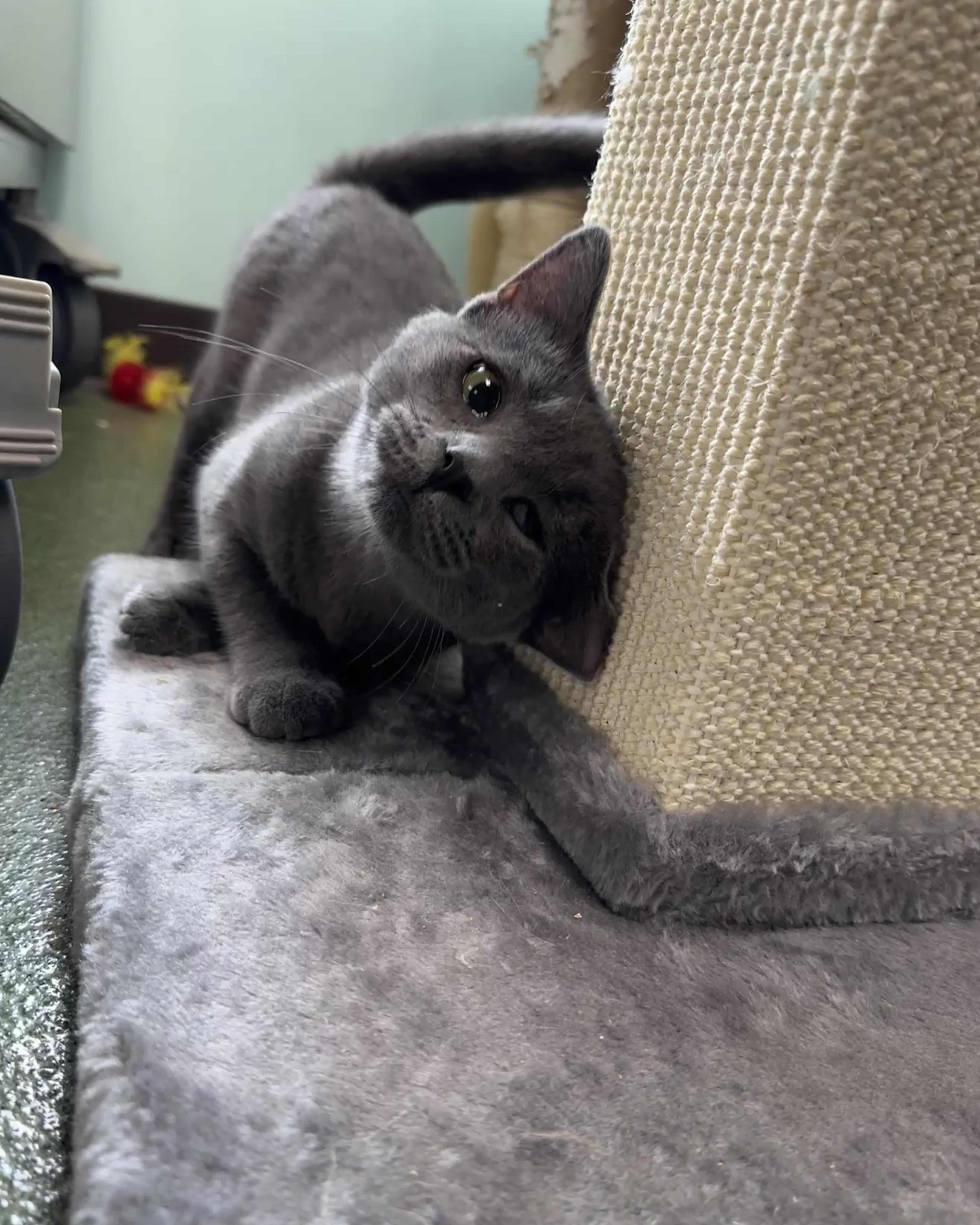 Enlarge Wanda & Waverly, an adopted Domestic Short Hair in Seneca, PA image 5/5