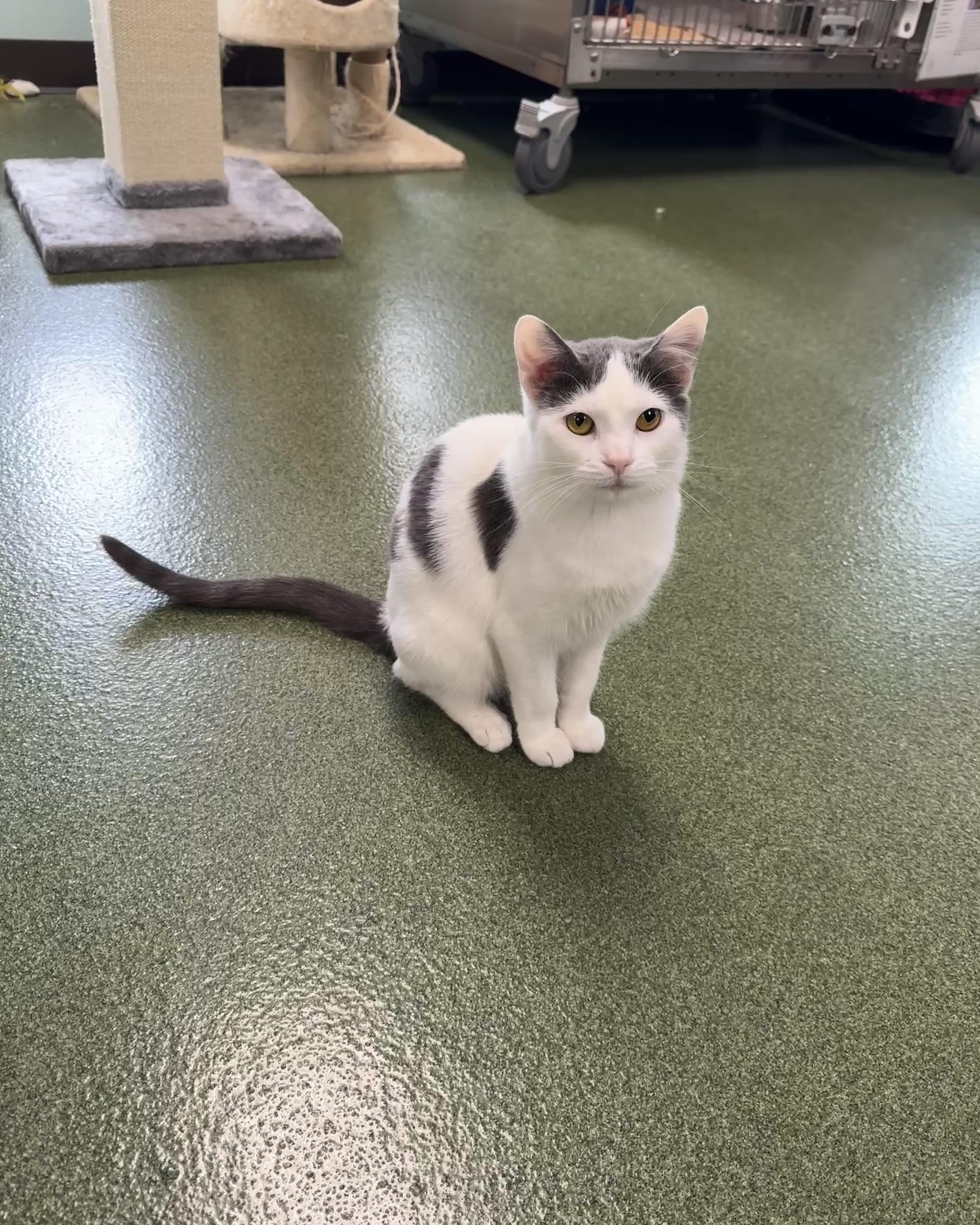 Enlarge Wanda & Waverly, an adopted Domestic Short Hair in Seneca, PA image 2/5