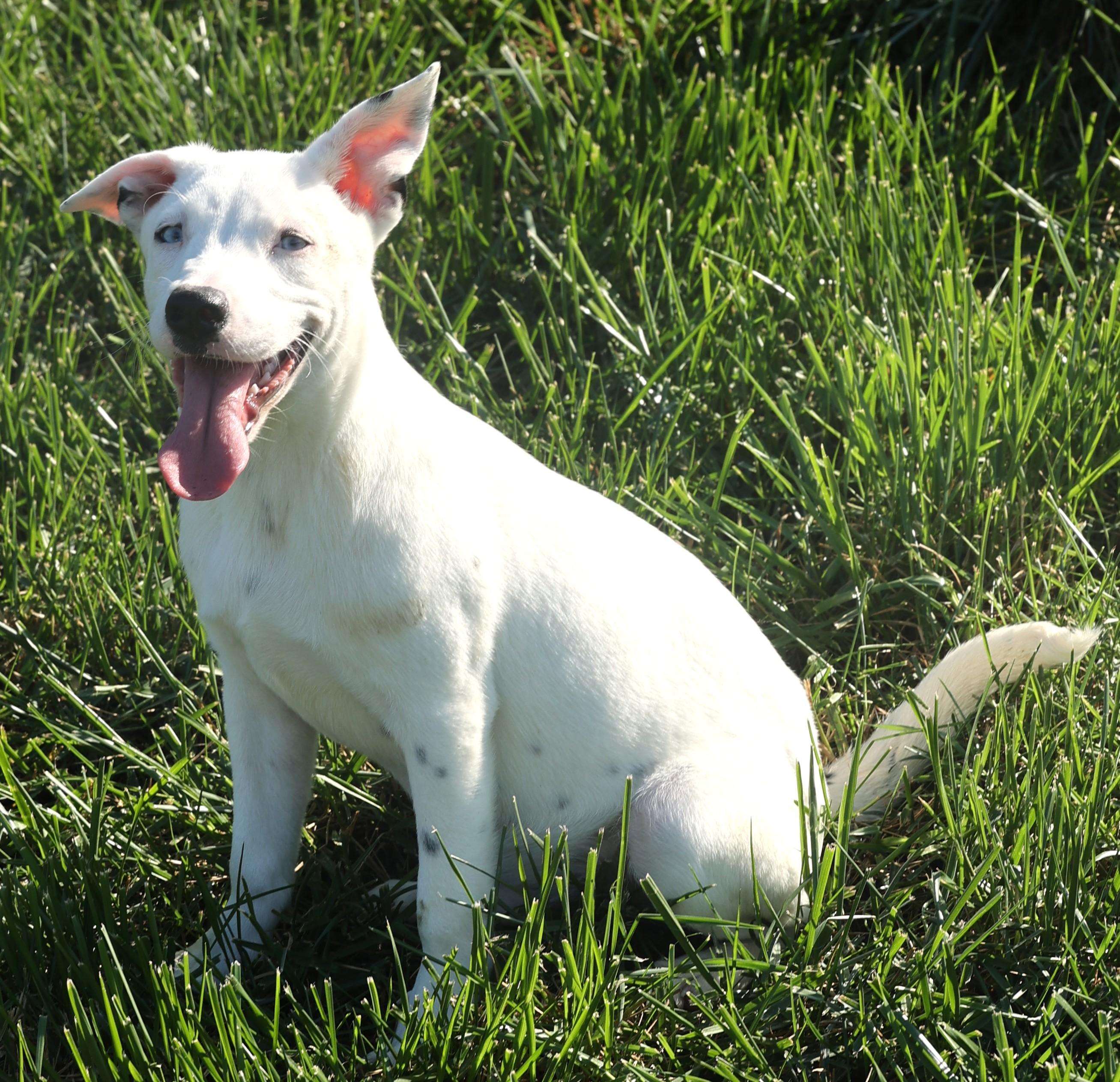 Ranger-Available! www.lhar.dog to apply!, a Adoptable mixed breed in Frederick, MD image 4/6