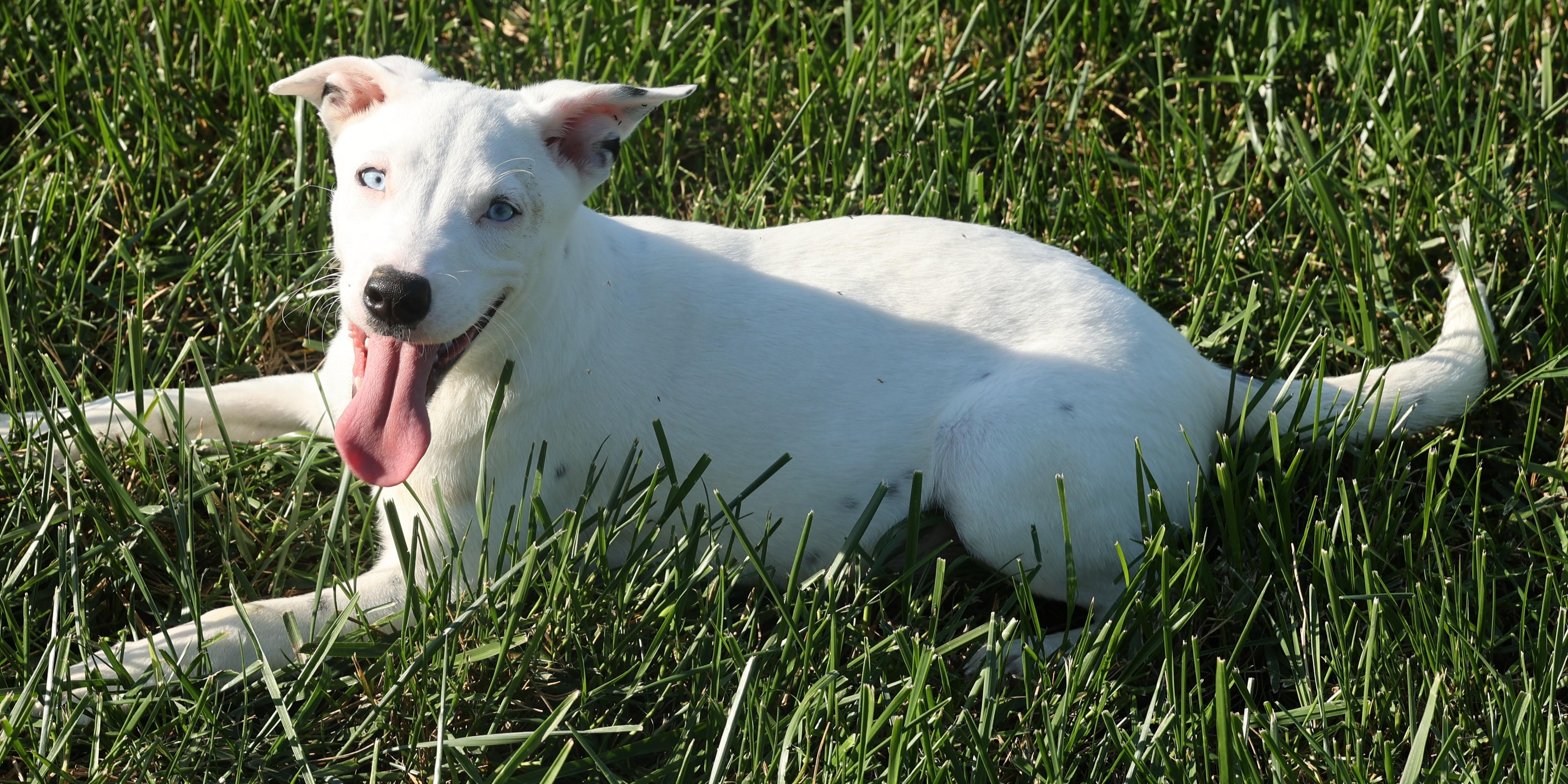 Ranger-Available! www.lhar.dog to apply!, a Adoptable mixed breed in Frederick, MD image 5/6