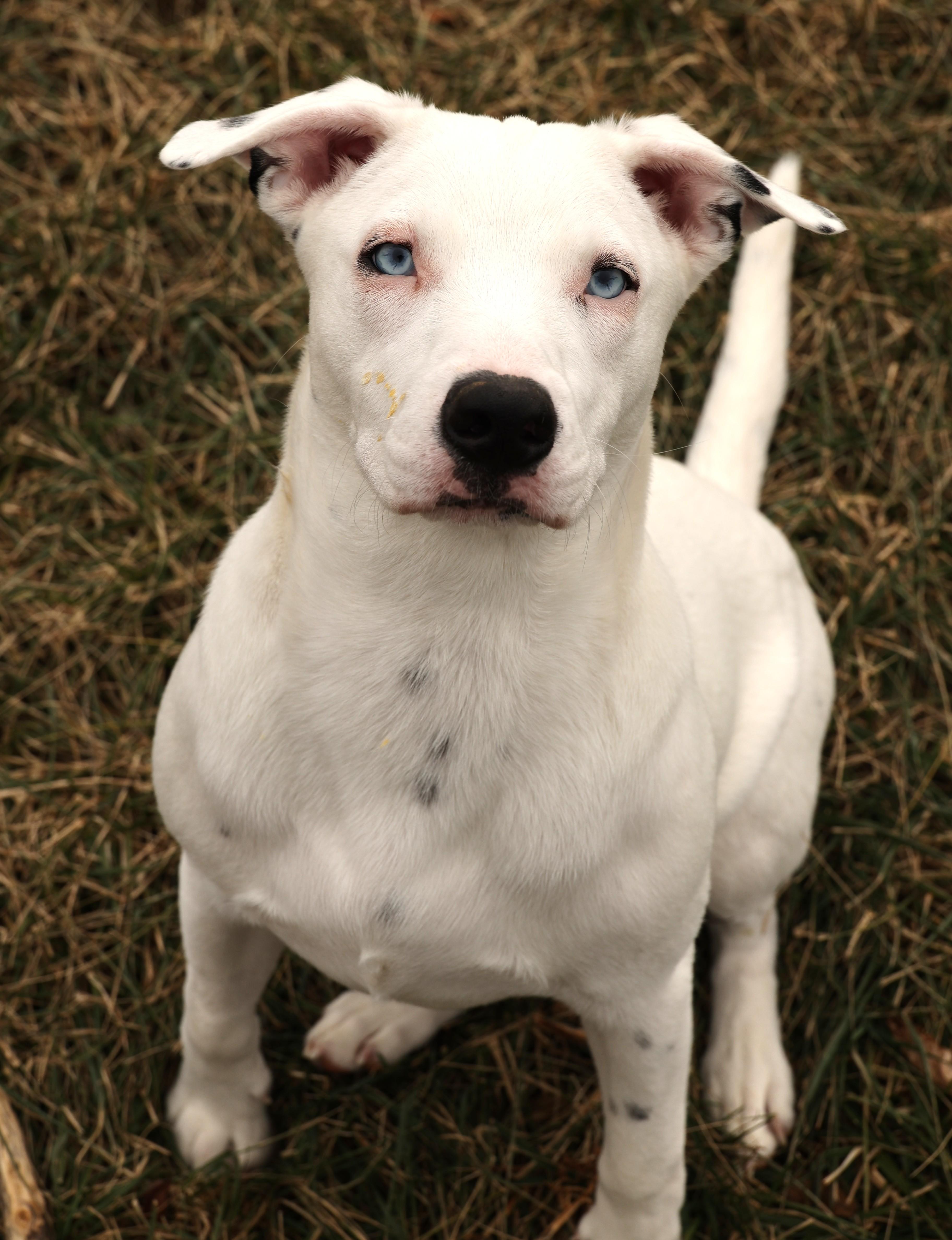 Enlarge Ranger-Available @Petsmart 1/18! www.lhar.dog to apply!, a Adoptable mixed breed in Frederick, MD image 4/6