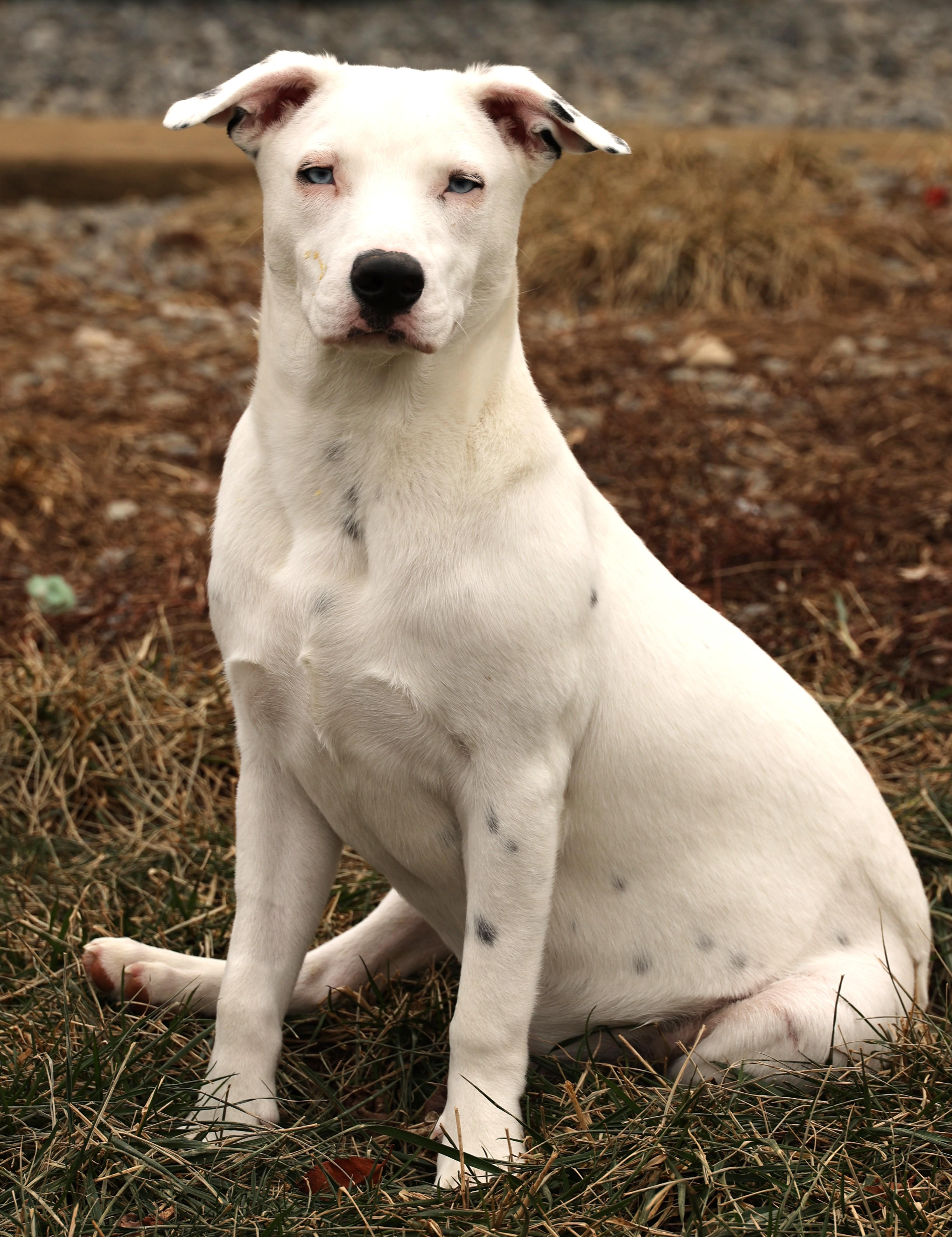 Enlarge Ranger-Available @Petsmart 1/18! www.lhar.dog to apply!, a Adoptable mixed breed in Frederick, MD image 6/6