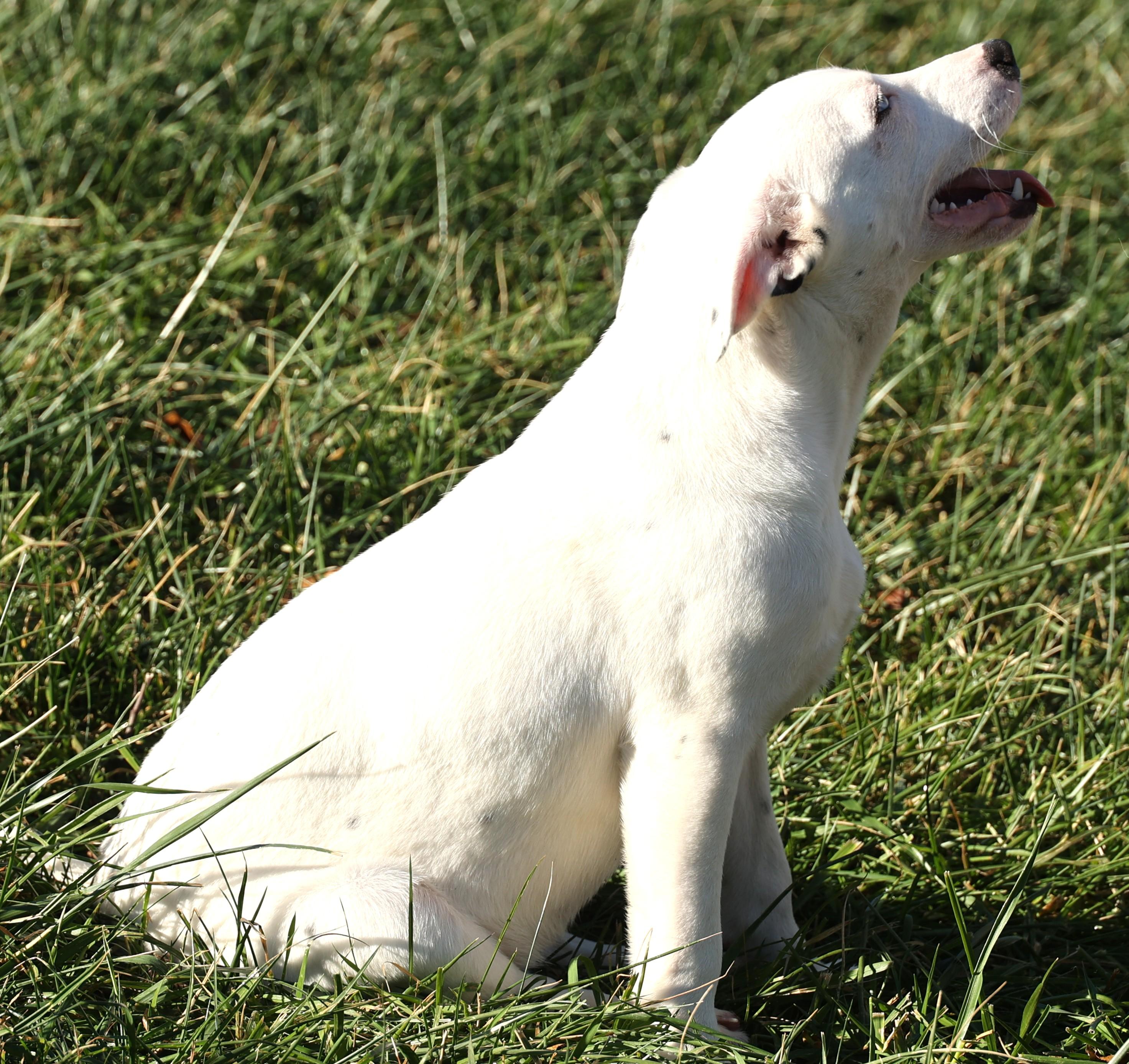 Ranger-Available! www.lhar.dog to apply!, a Adoptable mixed breed in Frederick, MD image 6/6