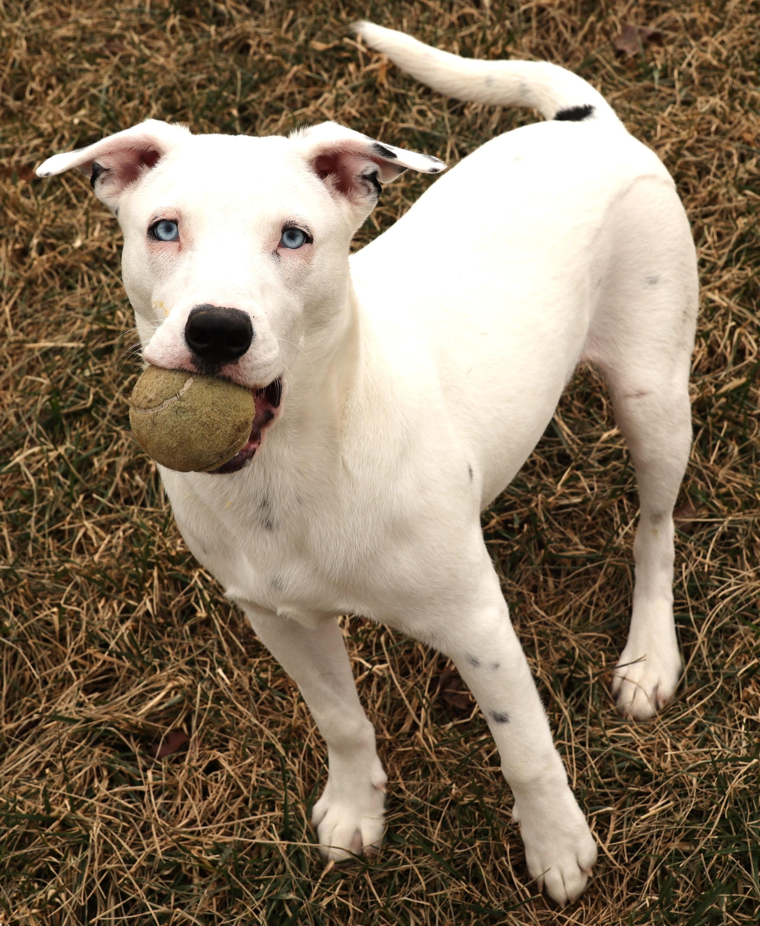 Enlarge Ranger-Available @Petsmart 1/18! www.lhar.dog to apply!, a Adoptable mixed breed in Frederick, MD image 5/6