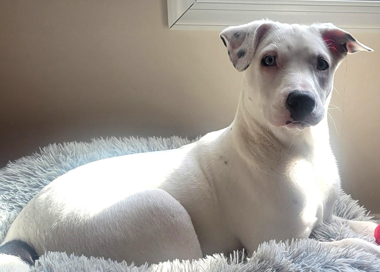 Enlarge Ranger-Available! www.lhar.dog to apply!, a Adoptable mixed breed in Frederick, MD image 2/6