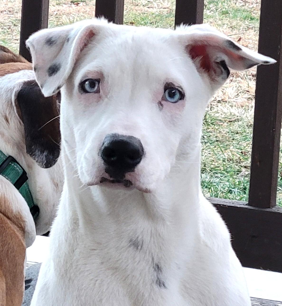 Ranger-Available! www.lhar.dog to apply!, Adoptable, Puppy Male Husky.