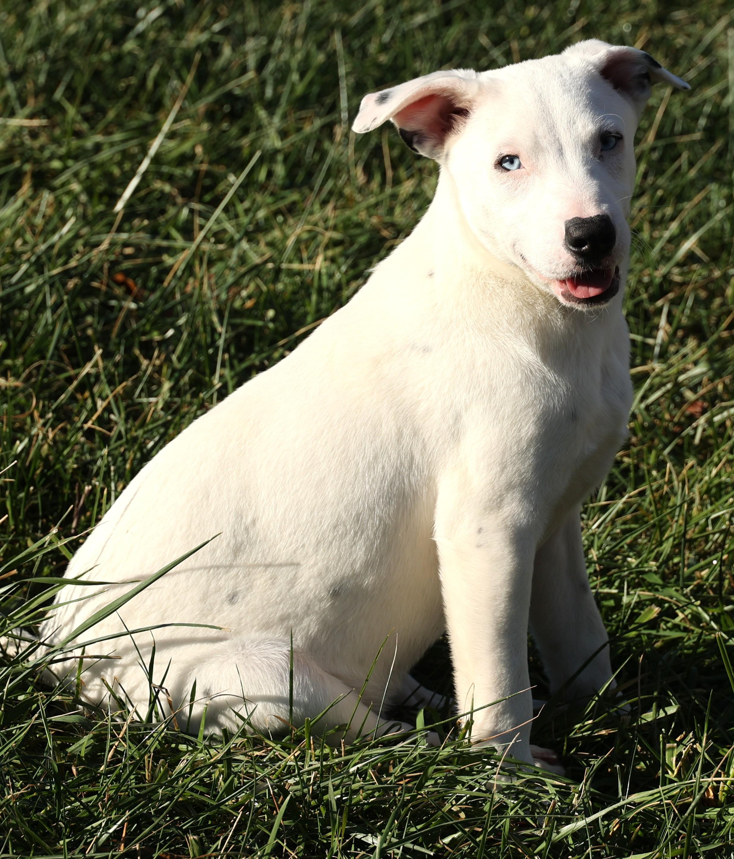 Ranger-Available! www.lhar.dog to apply!, a Adoptable mixed breed in Frederick, MD image 2/6