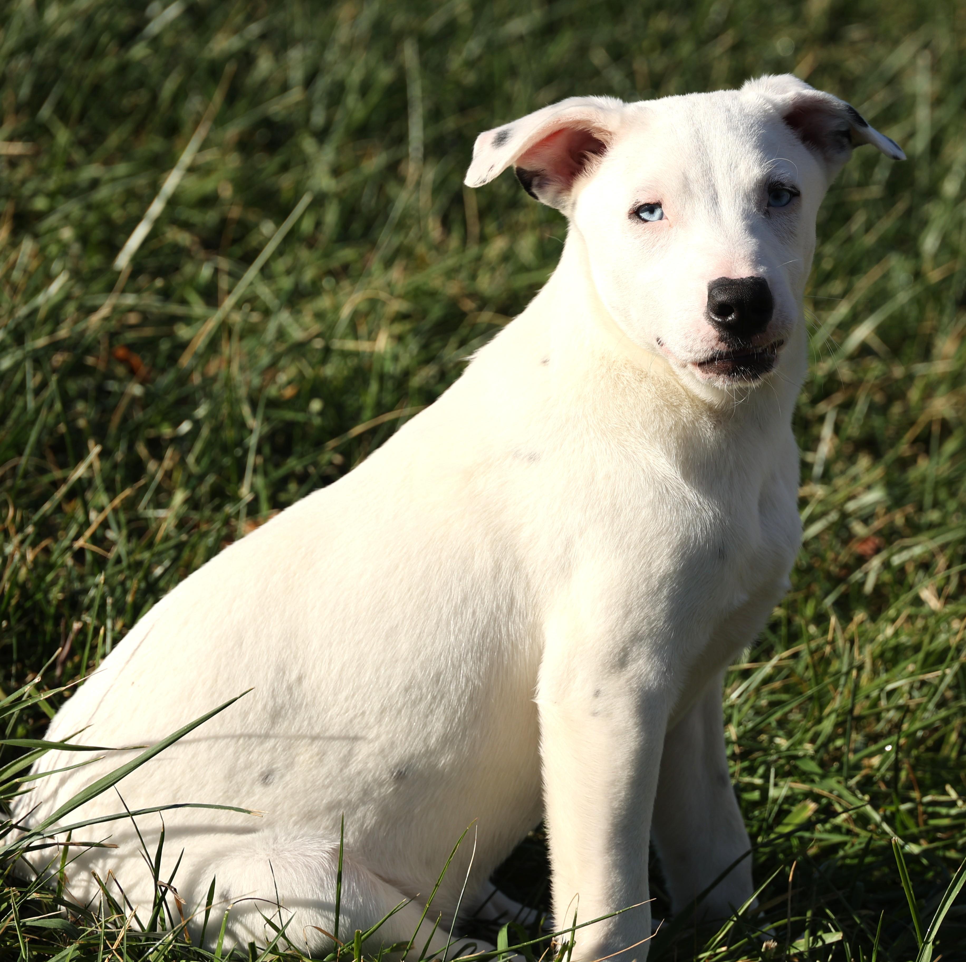 Ranger-Available! www.lhar.dog to apply!, a Adoptable mixed breed in Frederick, MD image 3/6