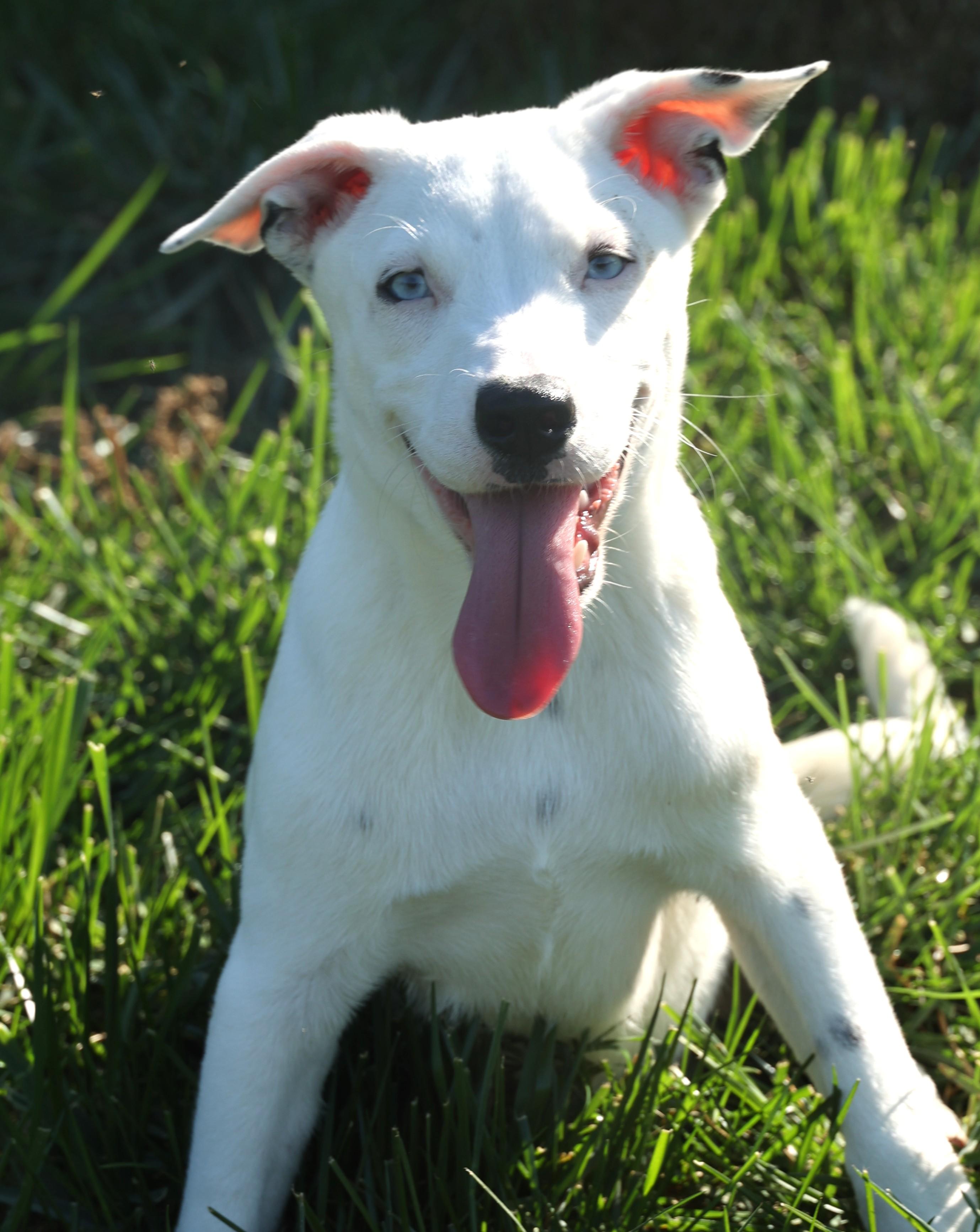 Ranger-Available! www.lhar.dog to apply!, a Adoptable mixed breed in Frederick, MD image 1/6