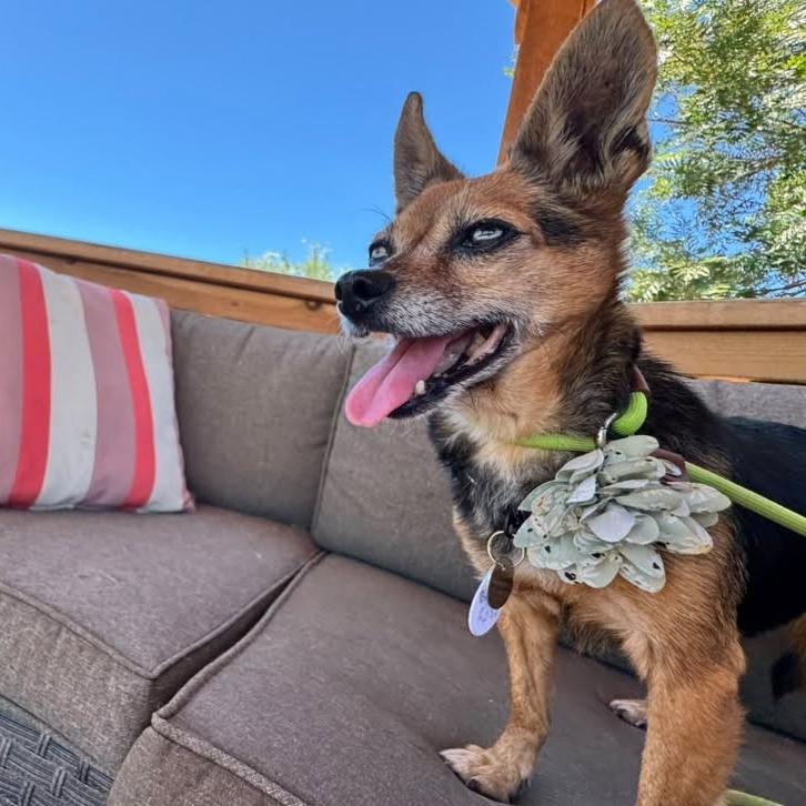 Betsy Ross, Adoptable, Senior Female Chihuahua.