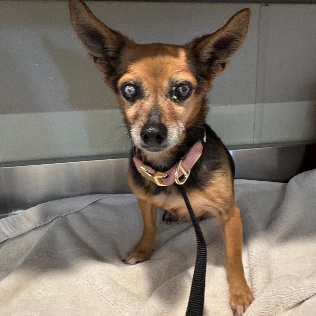 Enlarge Betsy Ross, a Adoptable Chihuahua in Ramona, CA image 2/5